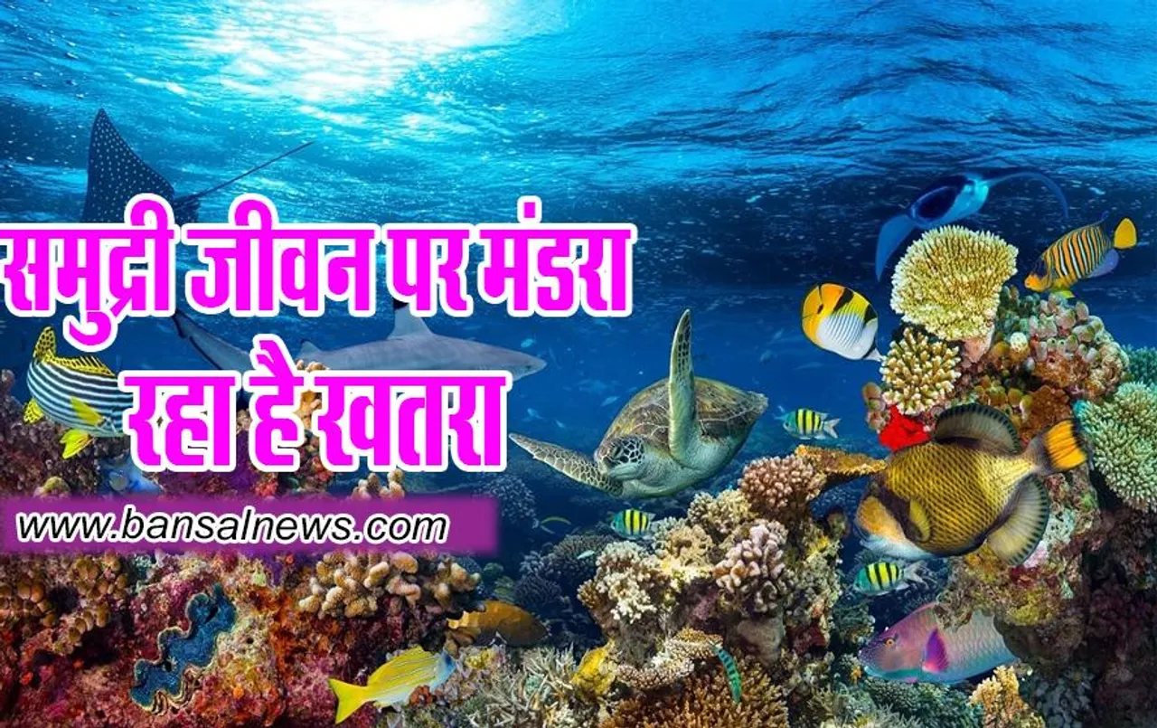 Marine heatwave : समुद्री जीवन पर मंडरा रहा है खतरा रिसर्च में आए चौकाने वाले आंकड़े