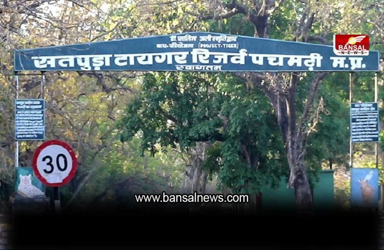 सतपुड़ा टाइगर रिजर्व क्षेत्र में लगातार पर्यटकों को मिल रहा, जंगल सफारी के दौरान रोमांच