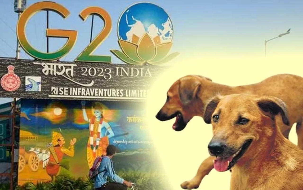 Delhi Stray Dogs: आवारा कुत्तों को छोड़ने की याचिका पर बोली HC- पहले से हैं नियम, कोई आदेश जारी करने की जरूरत नहीं