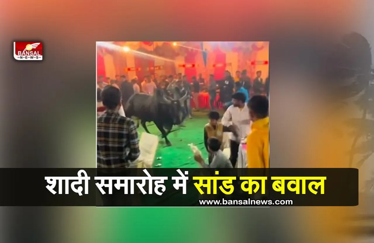 Viral Video: शादी समारोह में अचानक घुसा सांड, खाने की प्लेट लेकर भागे बाराती
