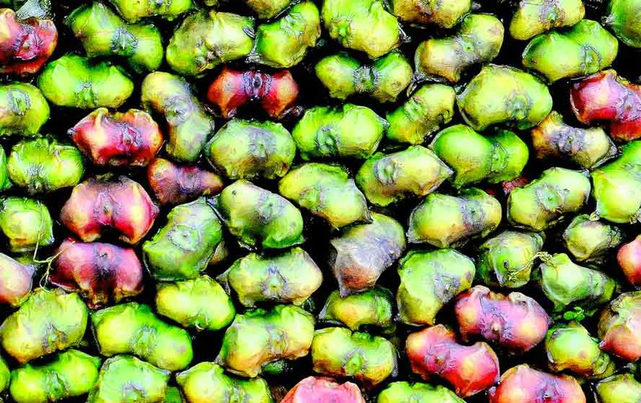 Singhara ke Fayde: ये फल कहलाता है ‘पानी की रानी’, बॉडी को देता है इंस्टैंट विटामिन, मिनरल और एनर्जी