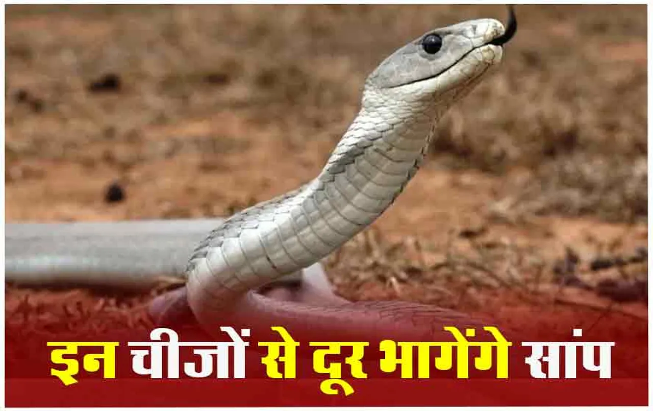Snake Scared Things: इन चीजों से सबसे ज्यादा डरते हैं सांप, जानकर आप भी रह सकते हैं सुरक्षित