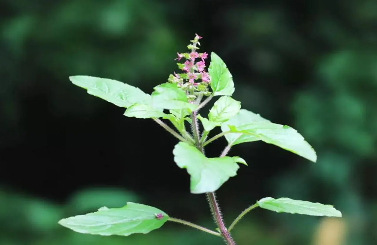 Tulsi Plant Tips: तुलसी पेड़ के पास न लगाएं ये पौधे, आ सकती हैं ये मुश्किलें