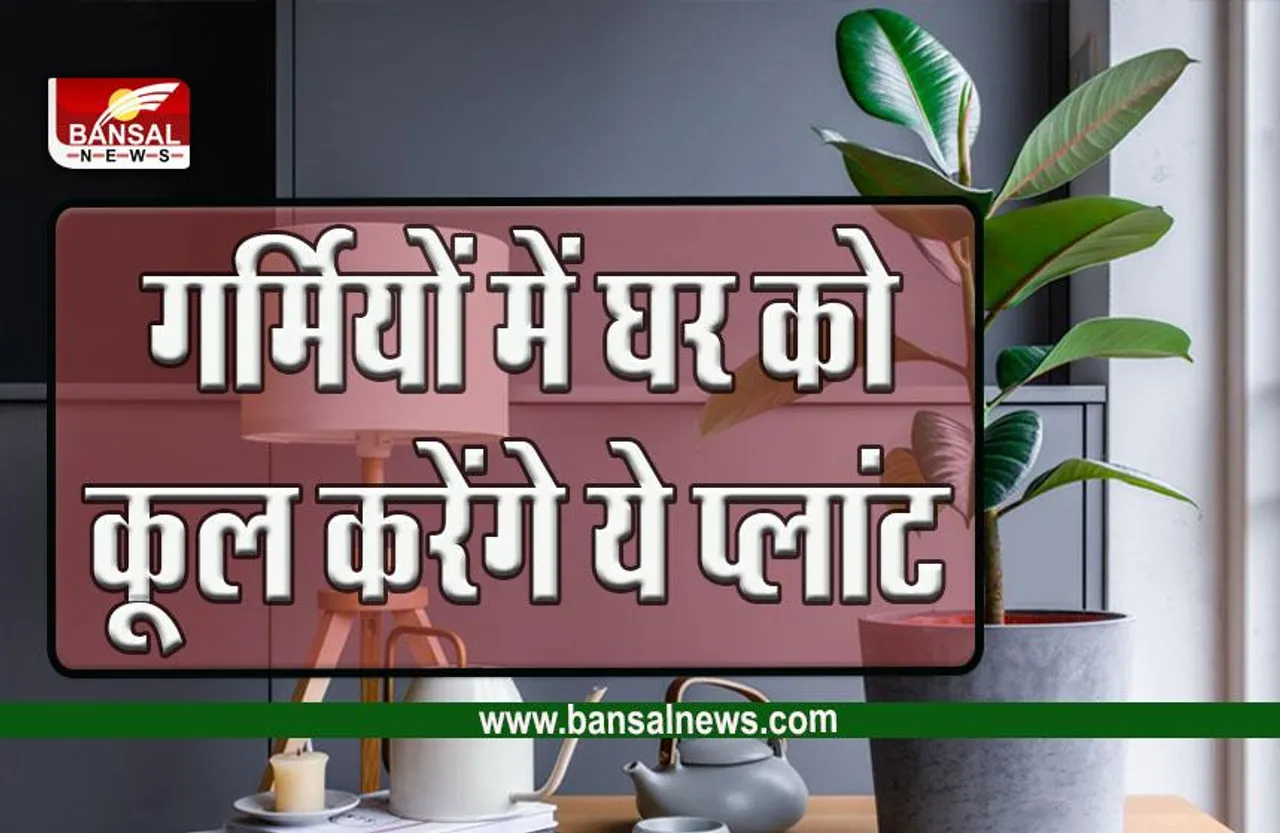 Summer Cooling Indoor Plant : बिना AC लगाए चाहते हैं ठंडक, लगाएं ये प्लांट घर हो जाएगा कूल-कूल, रिसर्च में बड़ा खुलासा