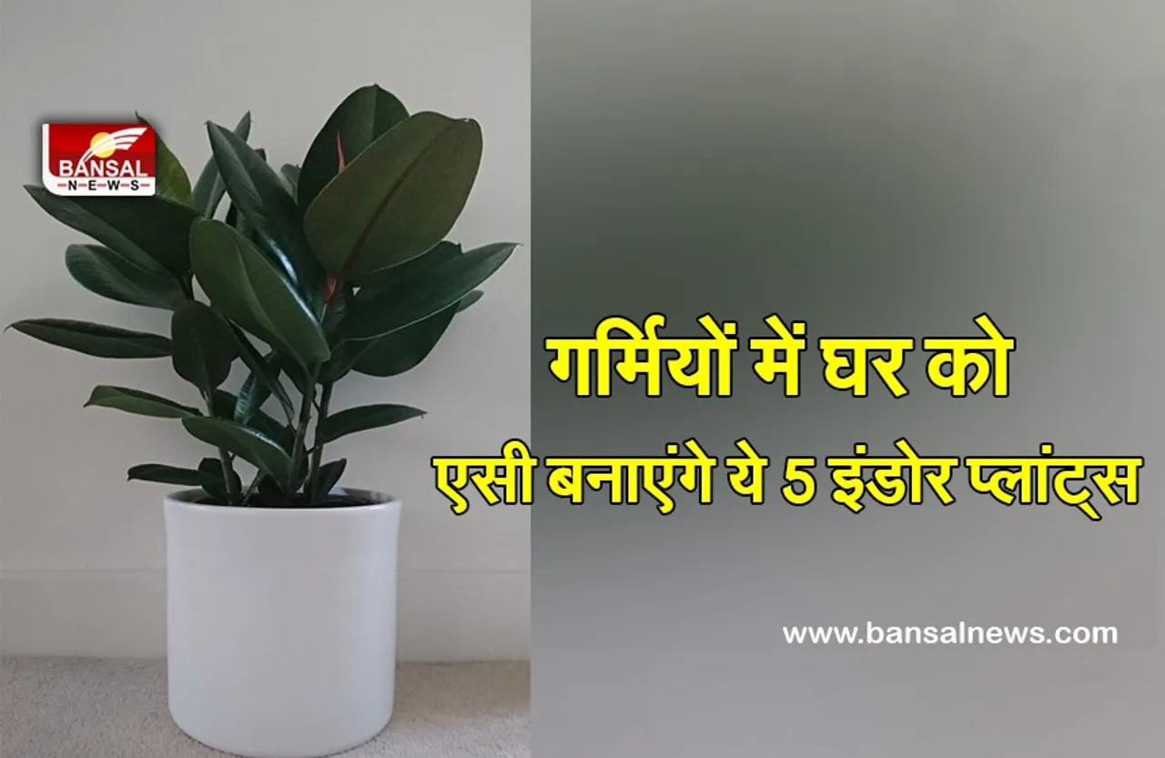 Summer Cooling Indoor Plant : बिना एसी लगाए चाहते हैं ठंडक, लगाएं ये प्लांट घर हो जाएगा कूल-कूल