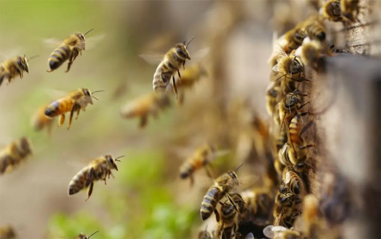 Chhattisgarh News: आंगनबाड़ी की बड़ी लापरवाही और मधुमक्खियों का आतंक, हो गई ये बड़ी घटना