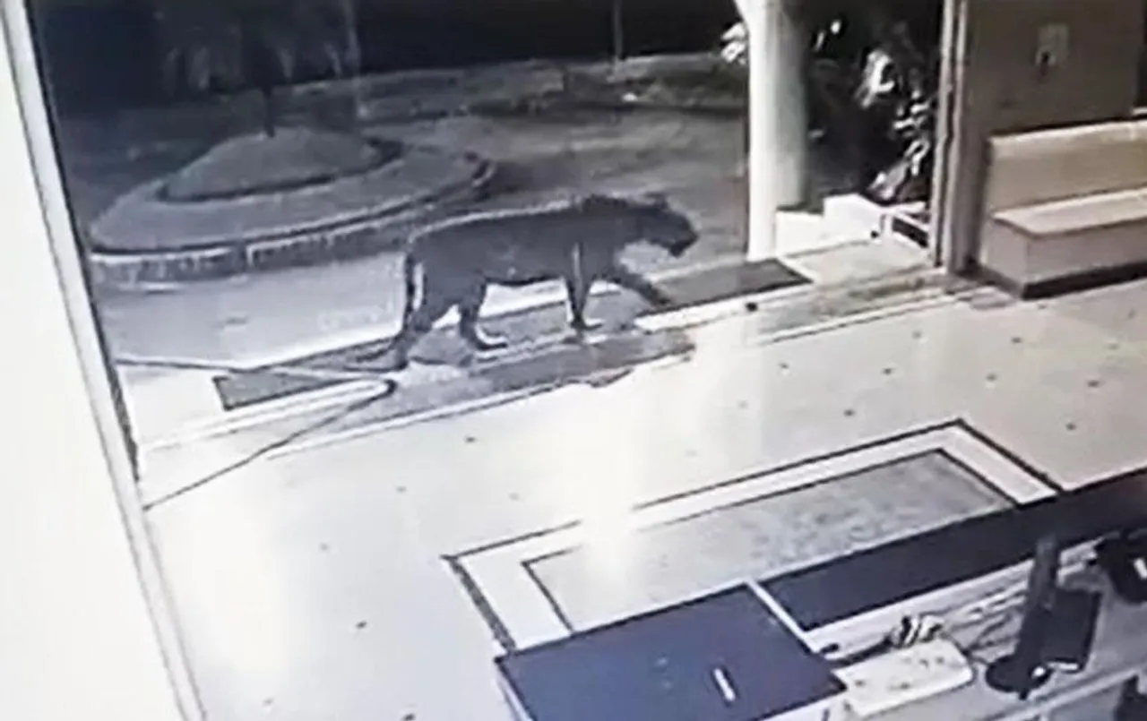 मध्य प्रदेश की राजधानी भोपाल में एक बार फिर दिखा टाइगर, CCTV वीडियो वायरल