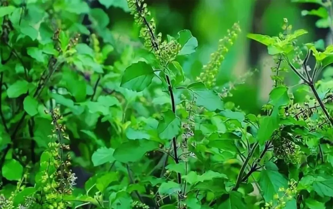 Tulsi Vivah 2023: तुलसी की सूखी पत्तियों के ज्योतिषीय उपाय, जगाएंगे सोई किस्मत!