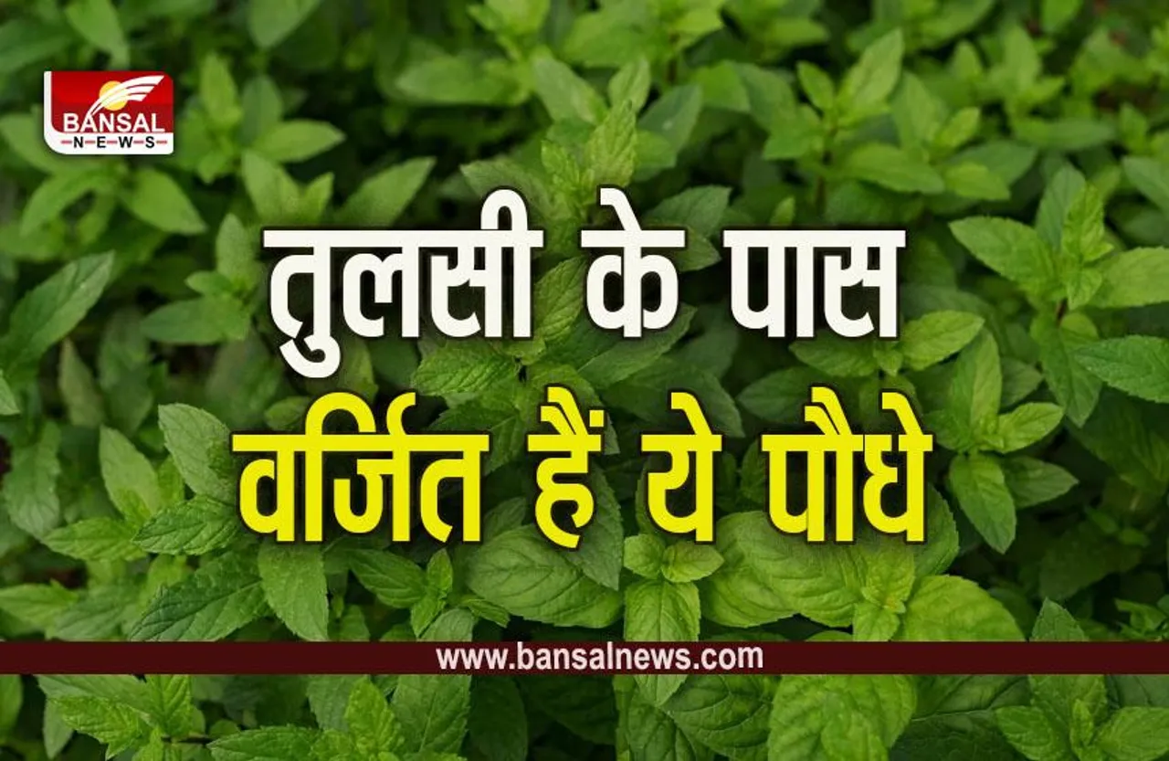 Tulsi: तुलसी के पास भूलकर भी न रखें ये पौधे, बढ़ सकती हैं परेशानियां