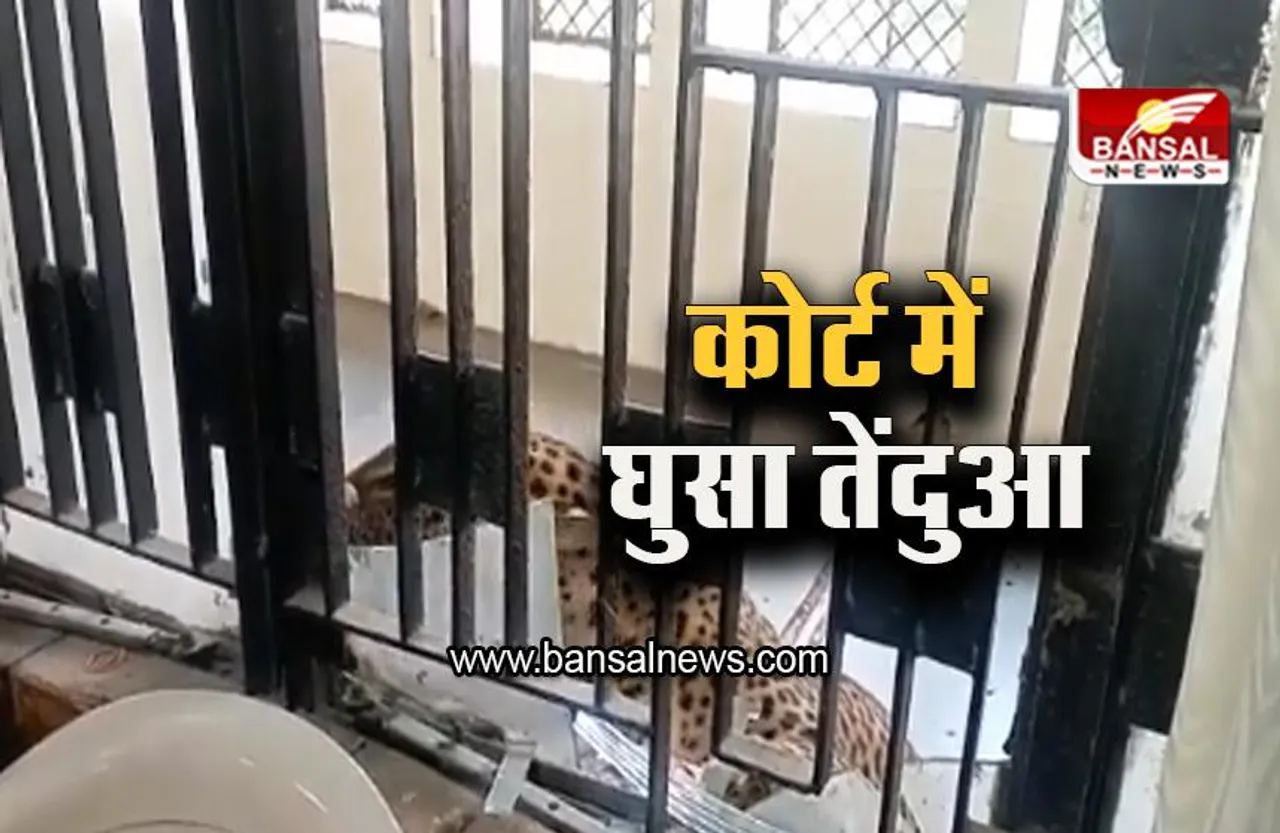 Gaziabad: गाजियाबाद कोर्ट परिसर में घुसा तेंदुआ, कई लोग को किया घायल , देखें वायरल वीडियो
