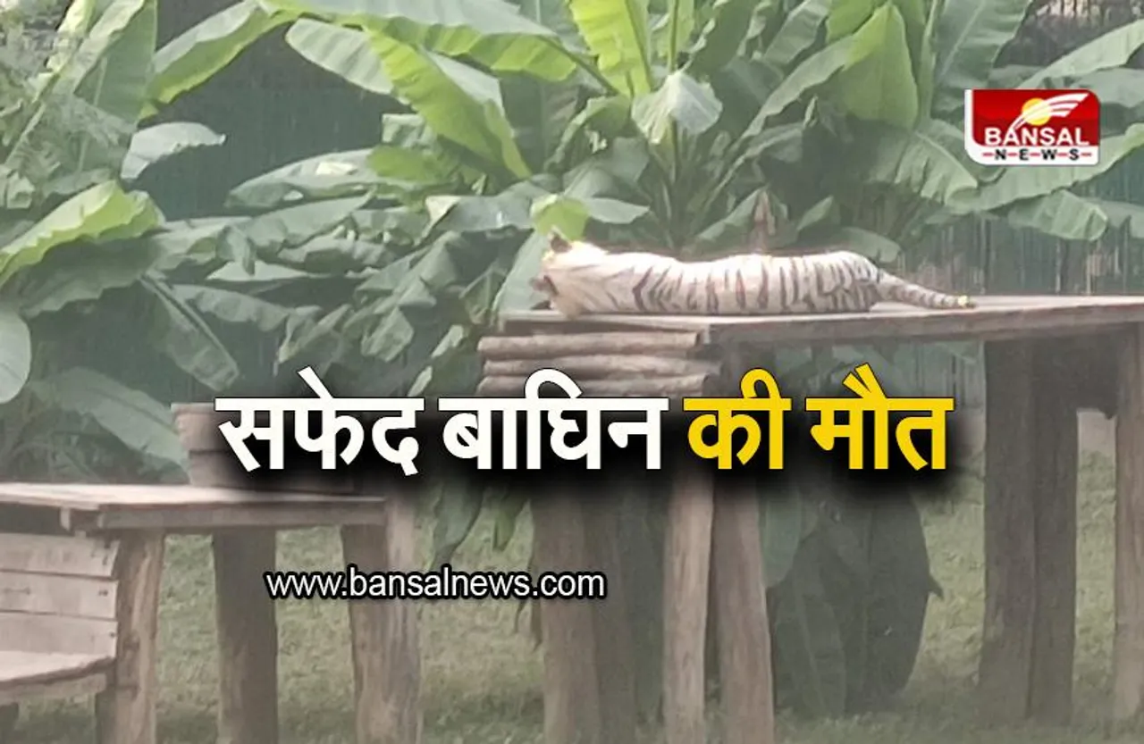 Delhi Zoo: सबसे उम्रदराज सफेद बाघिन की मौत, इस बीमारी से थी पीड़ित, देखें तस्वीरें