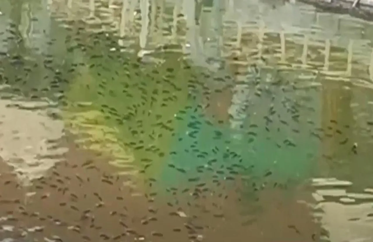 Ujjain Kotitirtha Kund: बड़ी लापरवाही! को​टि तीर्थ कुंड में मरी मछलियां, इसी से होता है बाबा महाकाल का अभिषेक