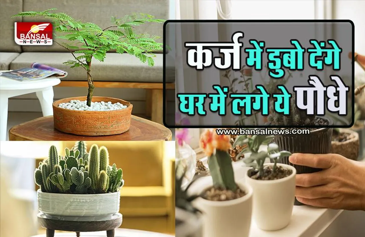 Unlucky Plant : आज ही घर से निकाल फेकें ये पौधे, वरना हो जाएगा अनर्थ