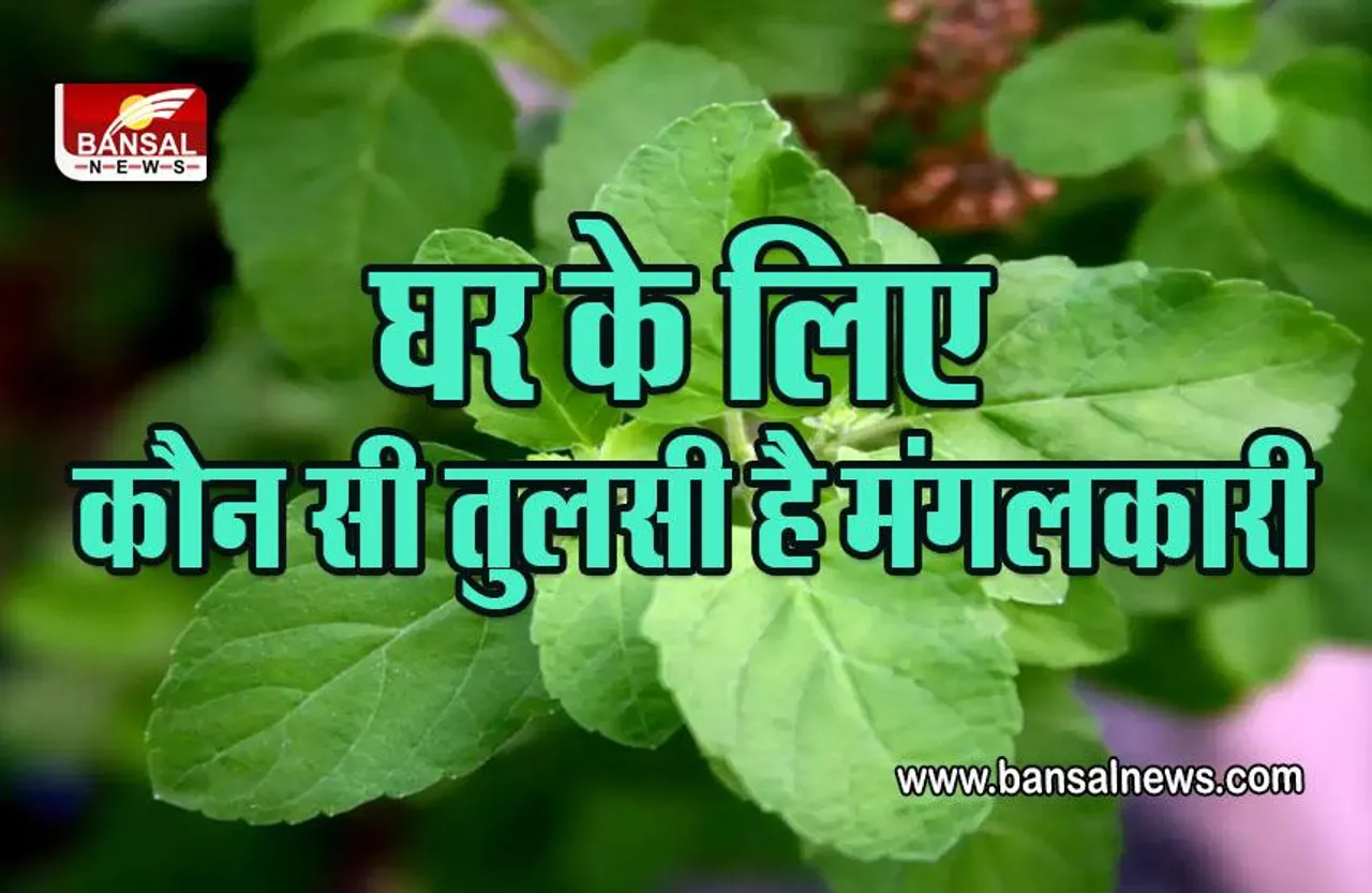 Vastu Tips For Tulsi  : आपने घर में कौन सी तुलसी लगाई हैं, रामा या श्यामा, जानें लगाने का सही तरीका