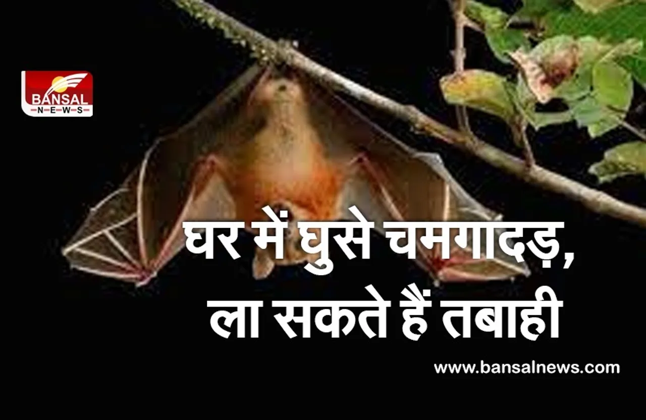 Vastu Tips : घर में घुसते हैं चमगादड़, तो पढ़ लें ये खबर