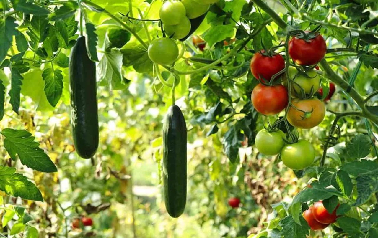 यहां क्यों दिया जा रहा है फसलों को बिजली का झटका? जानिए इसकी पीछे की वजह, हो सकता है आपको हैरानी!