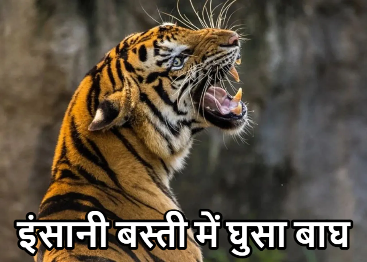 Viral Video 2023: गांव में घुसा खूंखार बाघ! बछिया को दबोचा, फिर ऐसा कुछ हुआ कि वापस भागना पड़ा