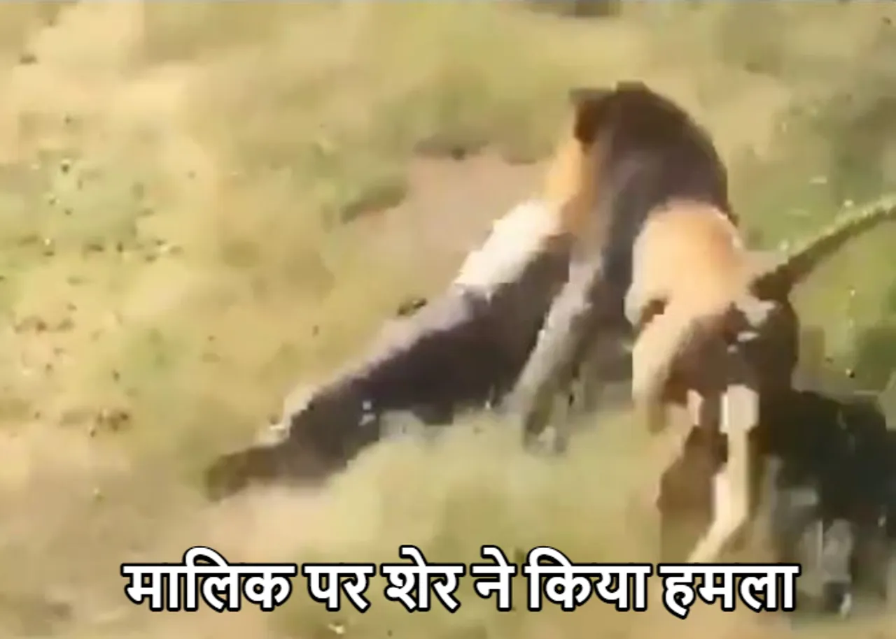 Shocking Video: शेर ने किया बुजुर्ग शख्स पर हमला! वीडियो देख, रोंगटे खड़े हो जायेंगे