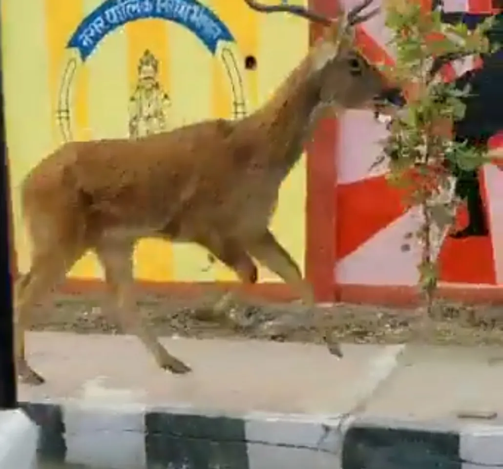 Viral Video : भोपाल की सड़क पर दिखा हिरण, सोशल मीडिया पर वायरल हो रहा वीडियो