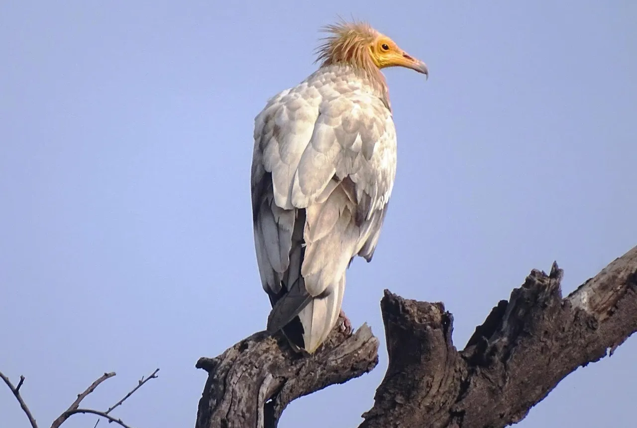 Bhopal News: भोपाल के गिद्ध संवर्धन केंद्र में हरियाणा से इस प्रजाति के आए  20 गिद्ध