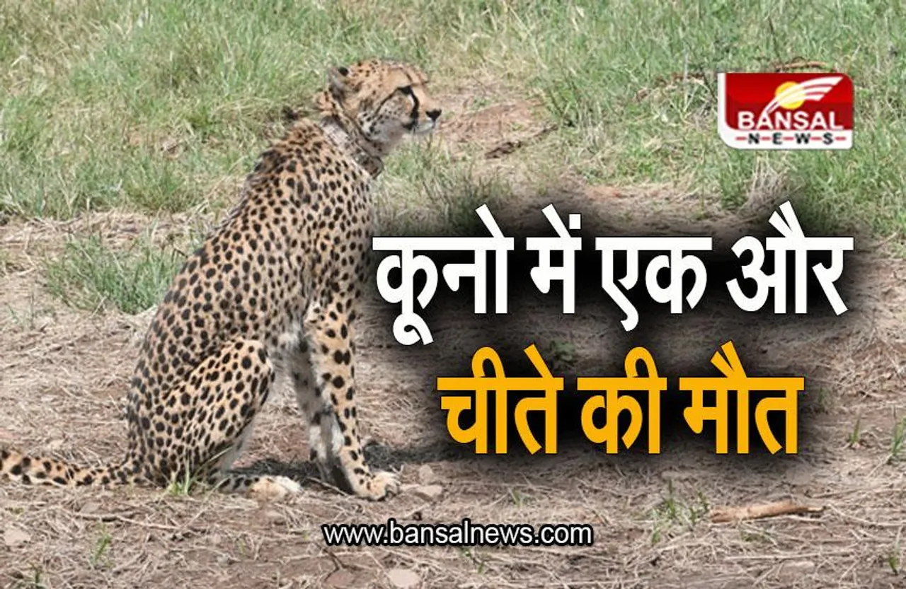 MP NEWS: कूनो नेशनल में एक और चीते की मौत, इस देश से लाया गया था चीता