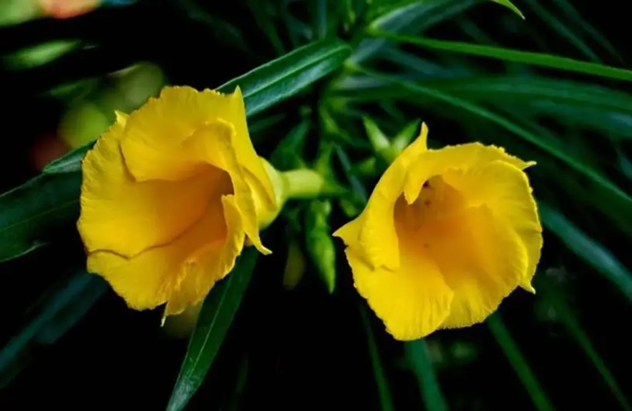 Kaner Phool Importance: सोमवार पूजा में शिव जी को प्रिय होता है कनेर का फूल, जानिए इसकी मान्यताएं