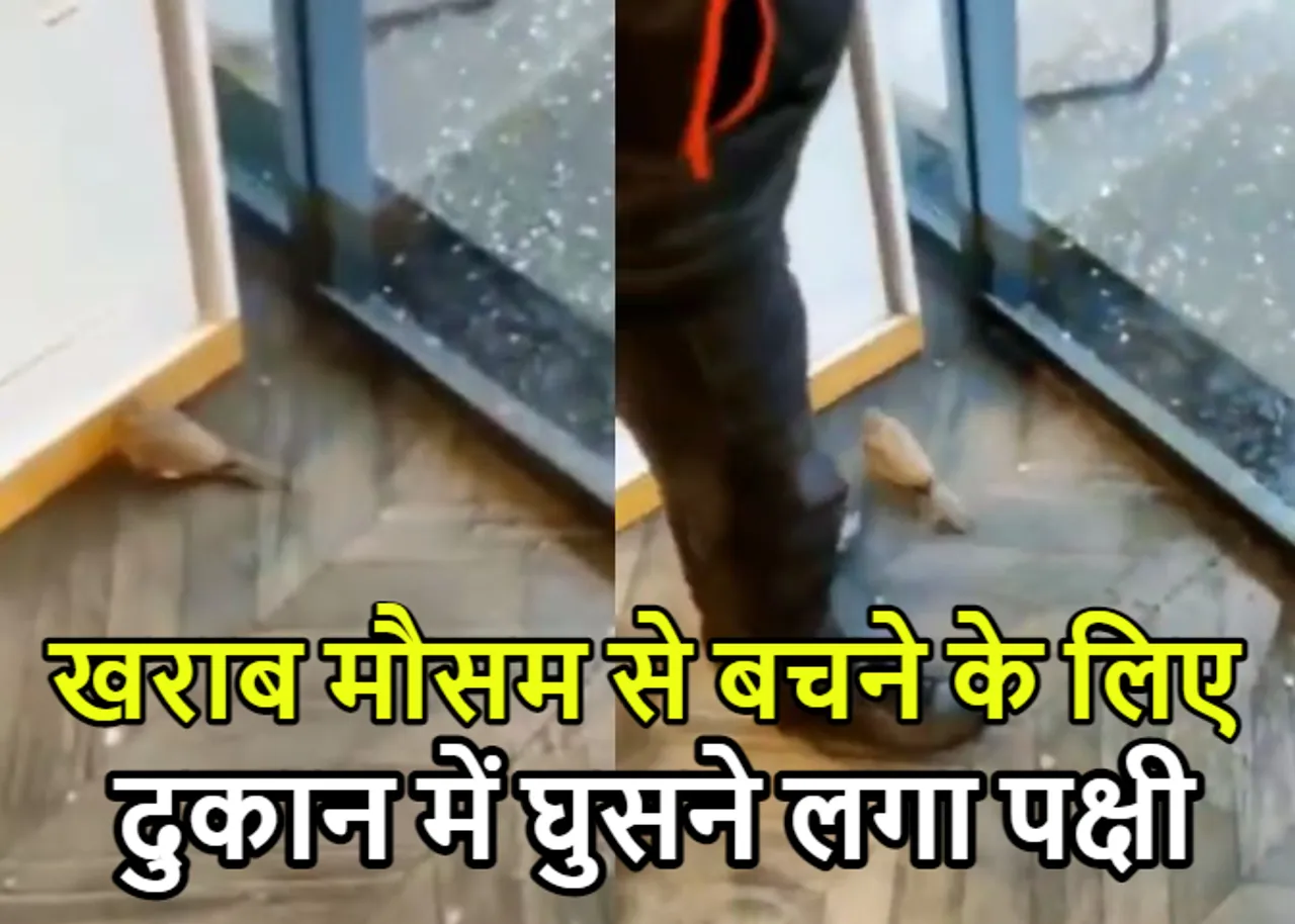 Viral Video 2023: भारी बारिश के बीच दुकान में घुसने लगा पक्षी..! वीडियो हुआ वायरल