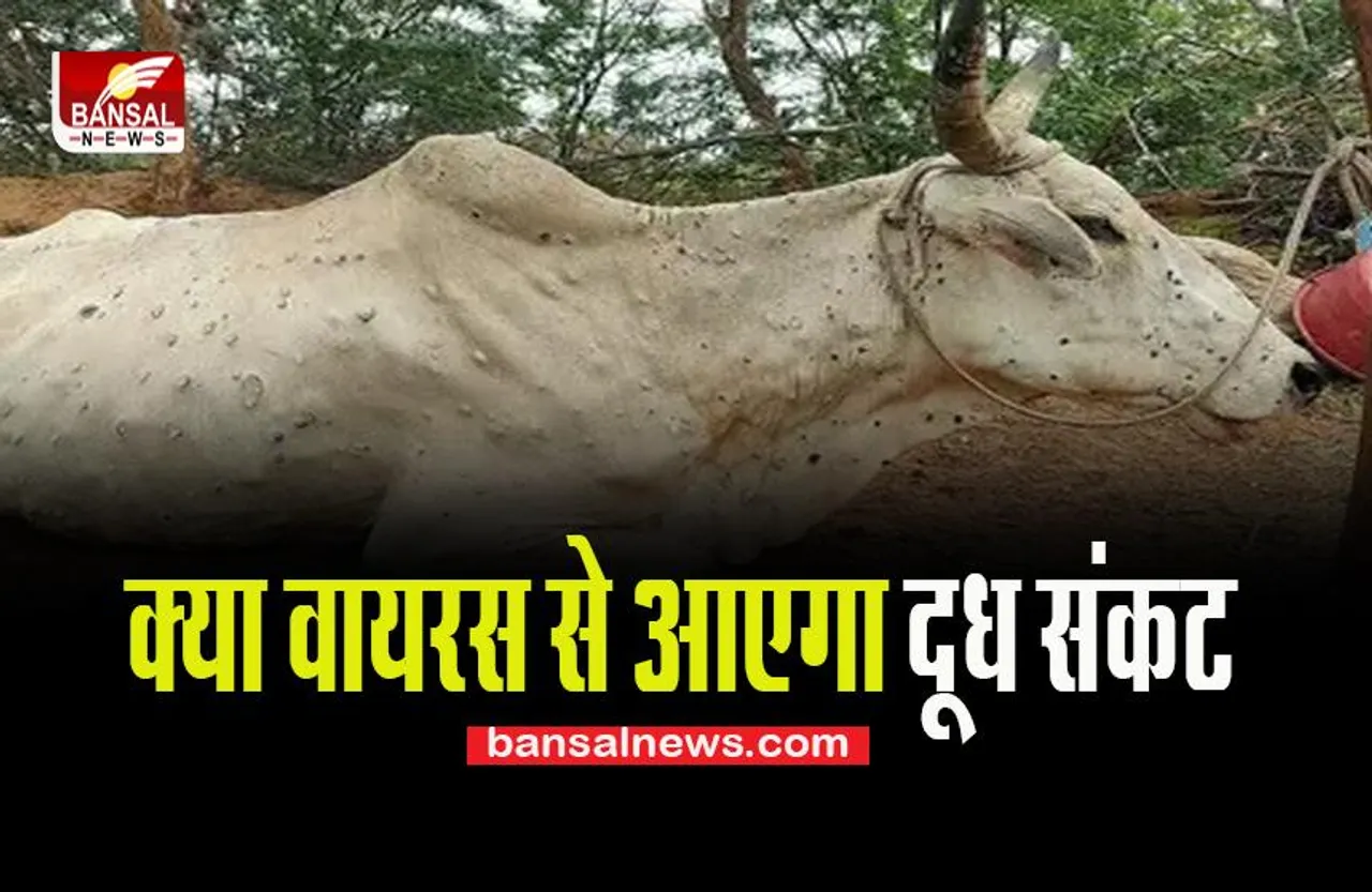Lumpy Virus Cases: हजारों गायों को निगल रहा खतरनाक वायरस, अब तक 16 राज्यों में बीमारी ने दी दस्तक, जानें खबर