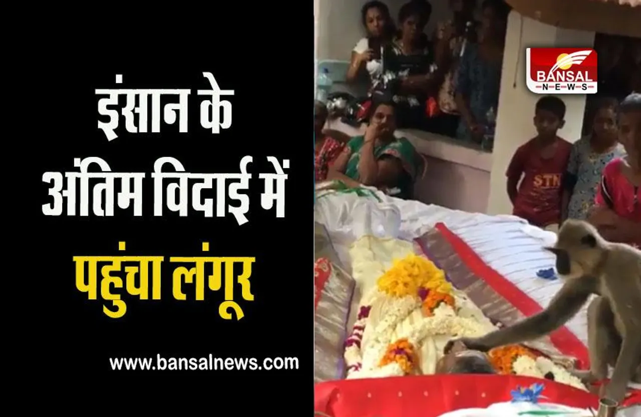 Viral Video: लंगूर ने पेश की प्रेम की नई मिशाल, इंसान के अंतिम विदाई में करने लगा उठाने की कोशिश, देखें वीडियो