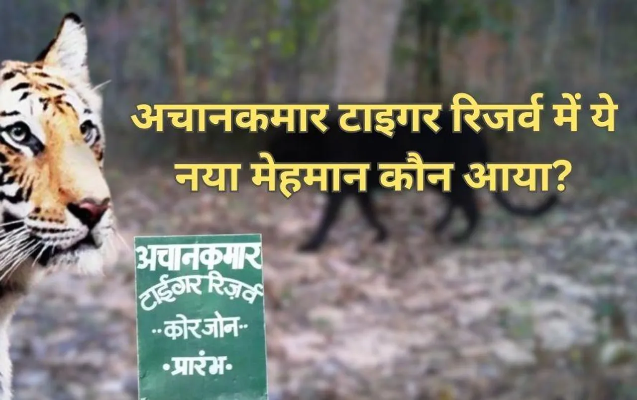 बिलासपुर के अचानकमार टाइगर रिजर्व में इस नए जानवर की दस्तक: तस्वीर सामने आने के बाद हो रही चर्चा, कौन है ये नया मेहमान