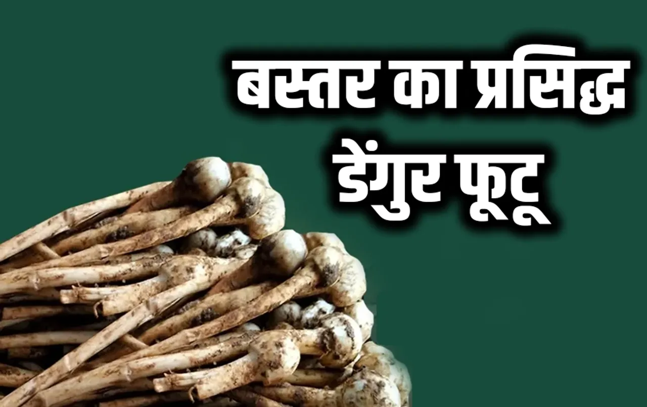 Bastar Famous Dengur Futu: 800 रू किलो में बिकते हैं छत्तीसगढ़ के डेंगुर फूटू, स्वाद के साथ शरीर के लिए भी फायदेमंद