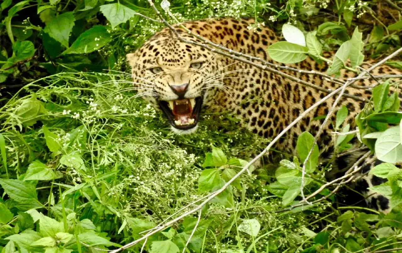 CG Dhamtari Leopard Rescue: रस्‍सी में फंसे तेंदुए को बाहर निकाला, वन की ओर भागते समय युवक पर किया अटैक; गंभीर घायल