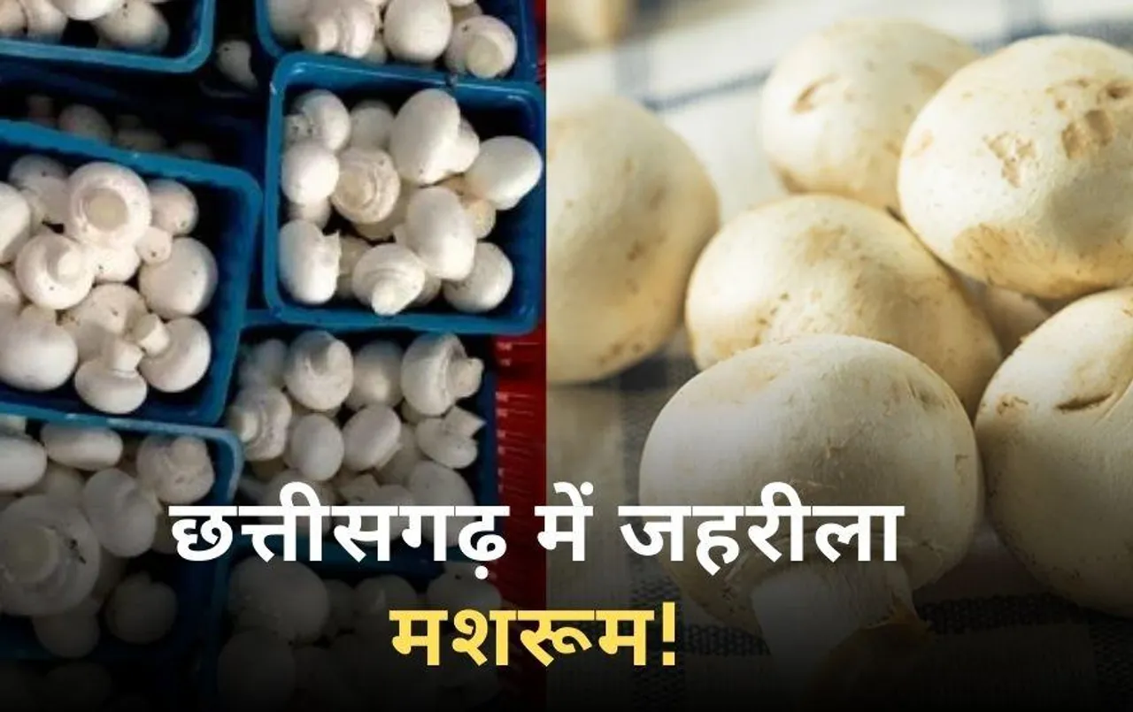 छत्तीसगढ़ में मशरूम खाने से 2 साल की मासूम की मौत: एक ही परिवार के आठ लोग बीमार, मानसून में इसकी सब्जी खाएं या नहीं?
