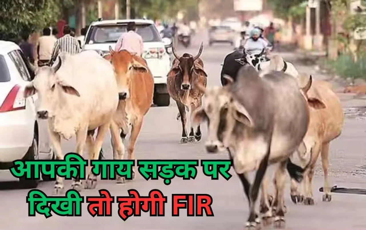 Chhattisgarh News: अंबिकापुर में सड़क पर मिले पशु तो मालिकों के खिलाफ होगी FIR, आवारा मवेशियों से हो रहे रोजाना हादसे