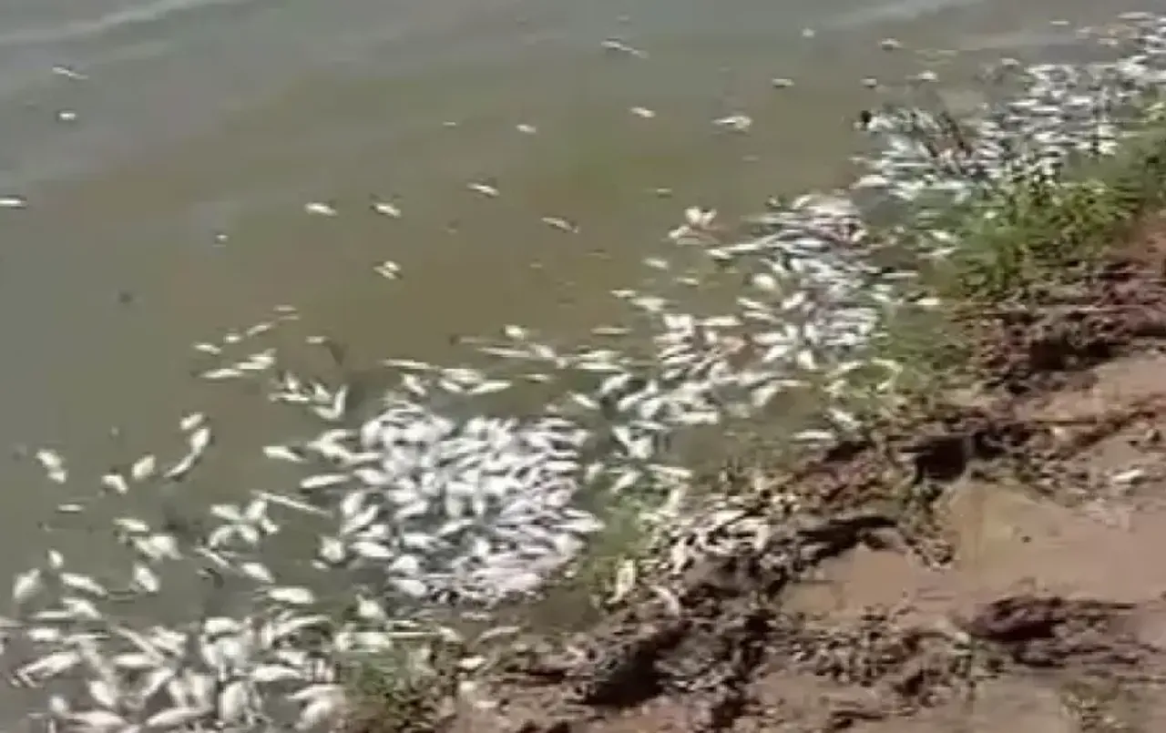 CG Shivnath River Fish Case: शिवनाथ नदी में लाखों मछलियां मरीं, हाईकोर्ट ने मुख्‍य सचिव से मांगा जवाब; कल होगी सुनावाई