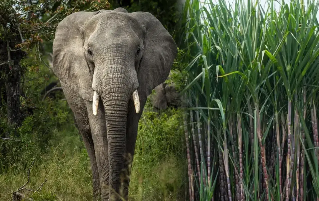 Chhattisgarh News: छत्तीसगढ़ में दंतैल हाथियों का उत्पात, बाड़ियों को कर रहे हैं बर्बाद; ग्रामीणों में खौफा का महोल