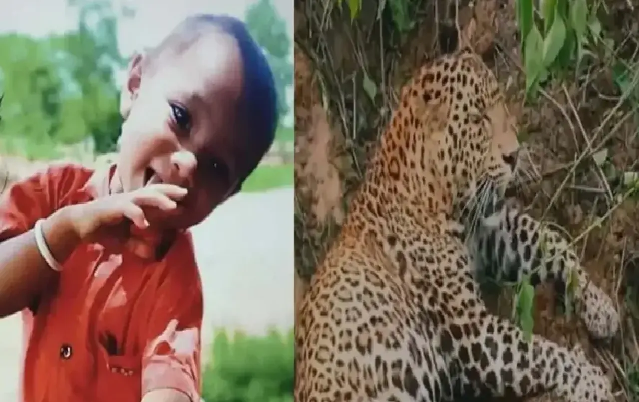 Dhamtari News: घर के बाहर हाथ धुलने गए बच्‍चे को उठा ले गया तेंदुआ; दो दिन बाद मिले अवशेष, इस तरह हुई पहचान