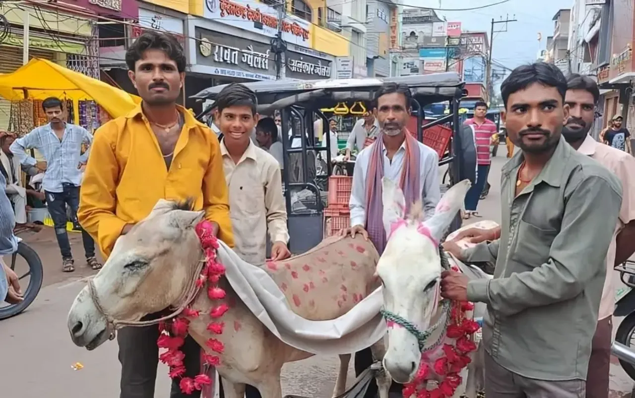 भारी बारिश के बीच छतरपुर सूखा: मानसून की बेरुखी के कारण लोगों ने कराई गधे की शादी; देखें तस्वीरें