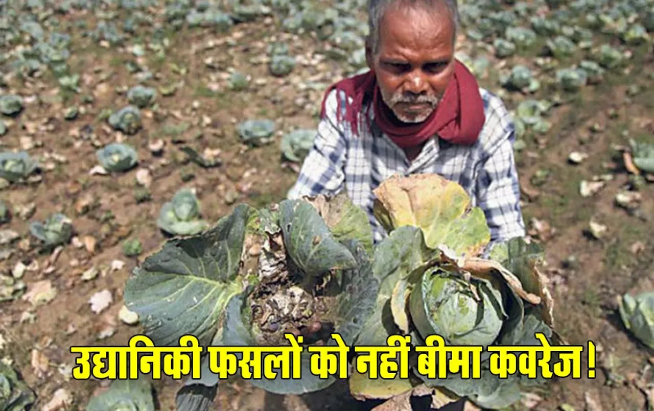 5 साल से नहीं हो रहा फसल बीमा: क्लेम का अधिकार नहीं मुआवजे की दया पर निर्भर 36.79 लाख से अधिक किसानों की उद्यानिकी फसल