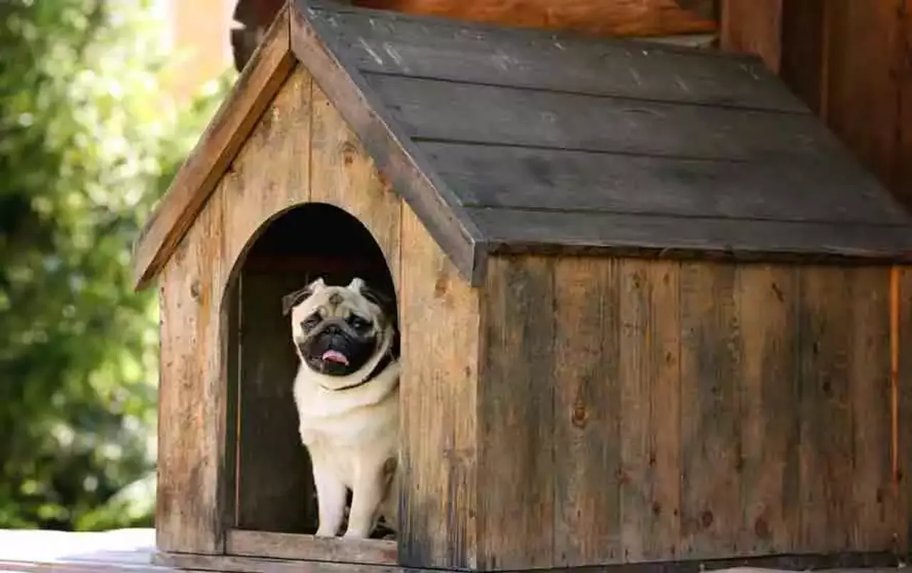 Pet Animal Vastu Tips: वास्तु के अनुसार घर के पालतू जानवरों का कमरा कहां होना चाहिए, क्या कहते हैं विशेषज्ञ