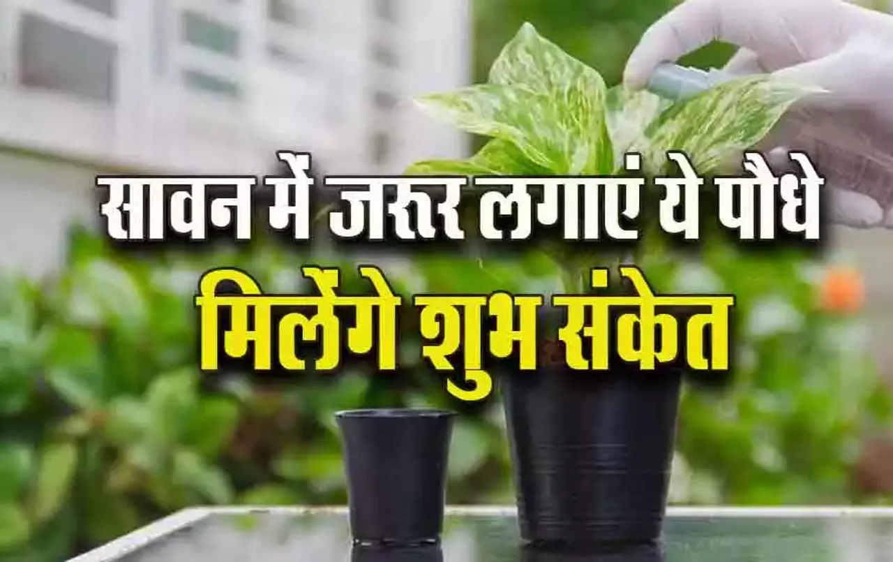 Sawan ke Plant: सावन में जरूर लगाएं ये पांच पौधे, घर में लाएंगे खुशियां