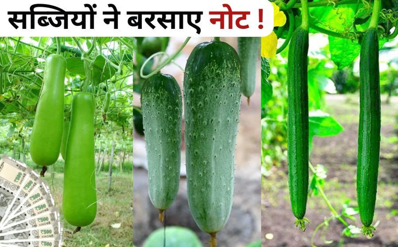 Smart Farming: सब्जियां उगाकर मालामाल हुआ छोटा किसान, जानें कैसे आप भी कर सकते हैं स्मार्ट खेती