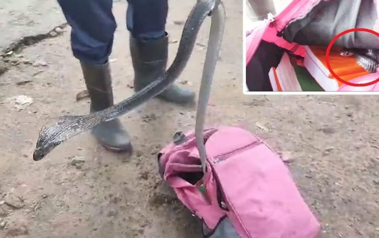 बैतूल में स्कूल बैग से निकला किंग कोबरा: स्नेक कैचर ने बोला काटने पर 45 मिनट में चली जाती है जान