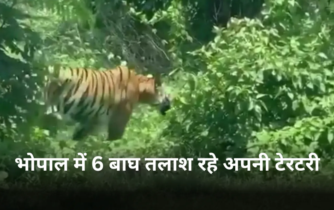 भोपाल में आए दिन दिख रहे बाघ: मां से अलग टेरिटरी बनाने निकले टाइगर, बुधनी से रेस्क्यू किए गए 2 शावकों में से एक की मौत