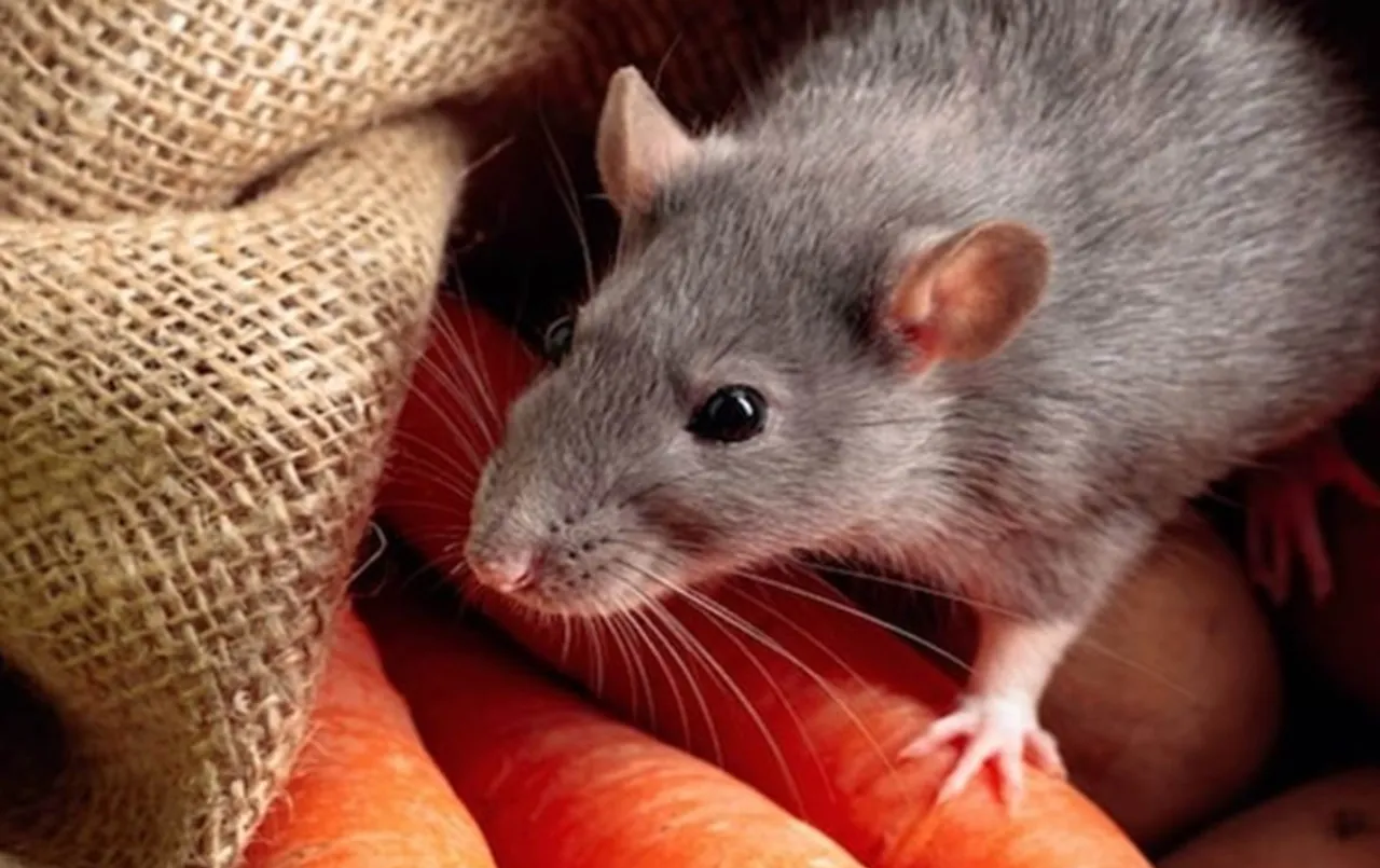 इंदौर में बढ़े रैट बाइट के मामले: बारिश में बढ़ रहे केस, खाने की तलाश में ही नहीं इसलिए भी चीजें कुतरते हैं चूहे