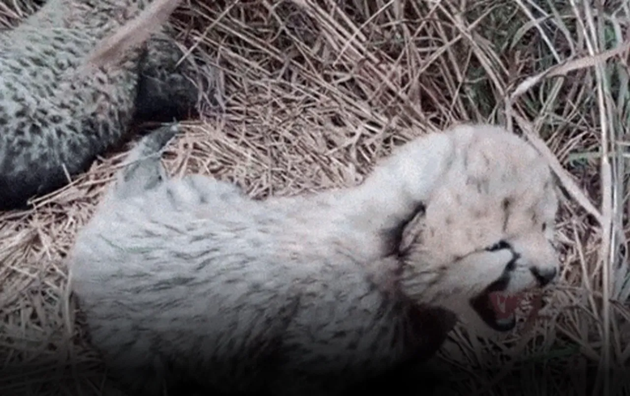 Kuno National Park: मादा चीता गामिनी के पांच में से एक शावक की मौत, 19 जुलाई को घायल अवस्था में मिला