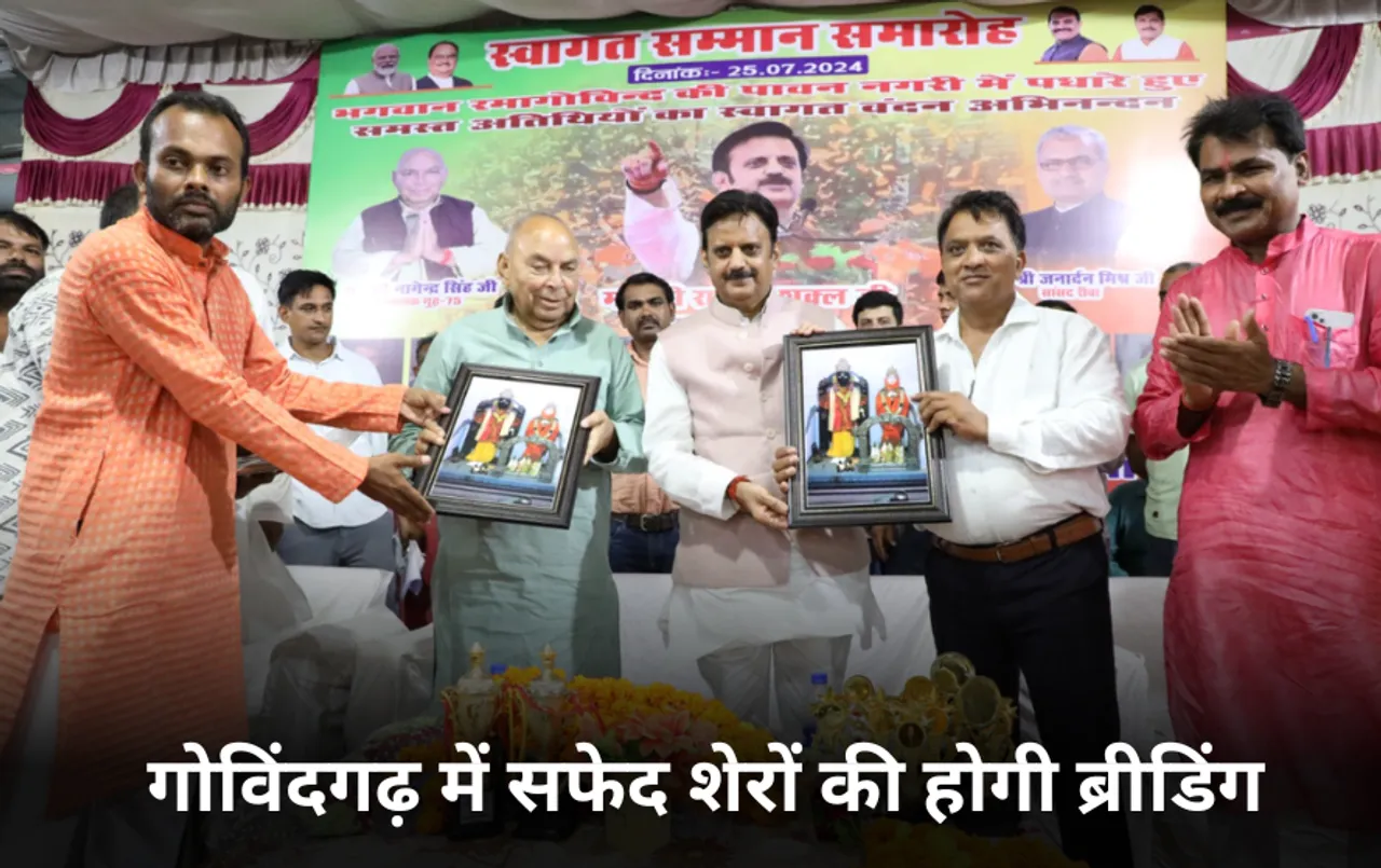 MP News: गोविंदगढ़ में होगी सफेद शेरों की ब्रीडिंग, उप-मुख्यमंत्री राजेंद्र शुक्ल ने सेंटर बनाने की कही बात