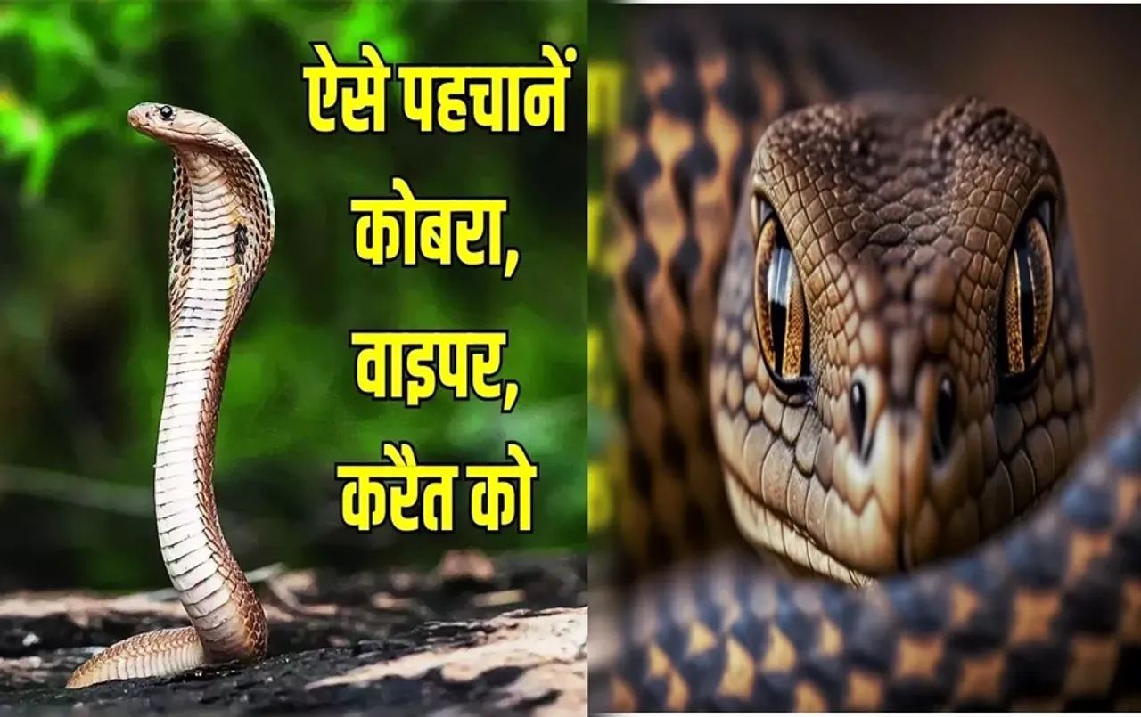 Identification of Snakes: बिल्ली की तरह आंखें, पतली-काली पुतलियां, शरीर पर थक्के, ऐसे पहचानें जहरीला सांप!