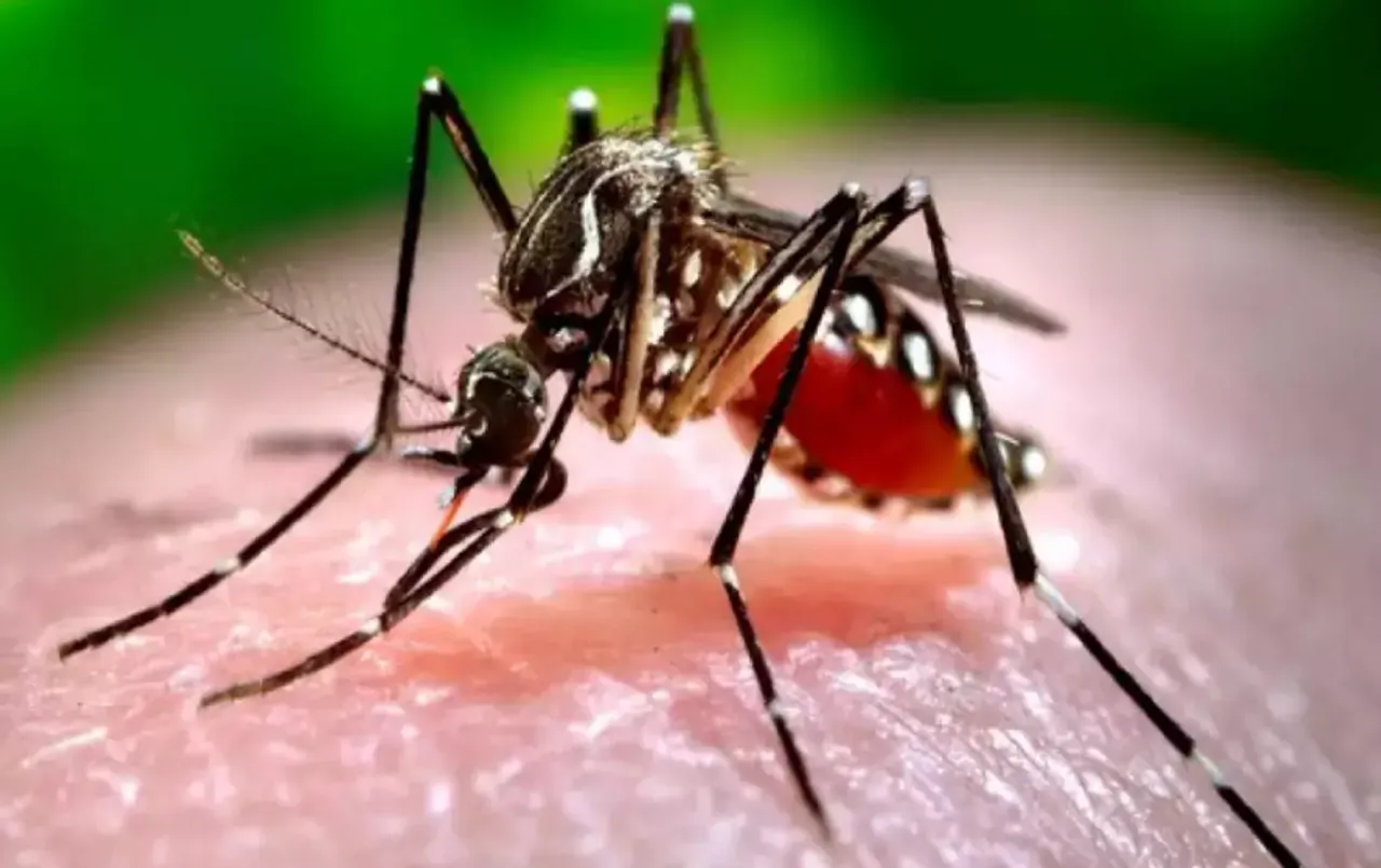Zika virus: Pune में जीका वायरस के बढ़े केस, 2 गर्भवती महिलाएं शामिल, जानें क्या होते हैं इस वायरस के लक्षण?