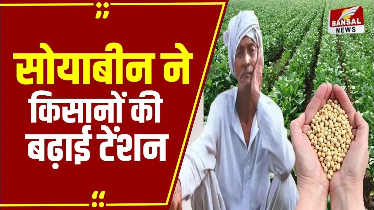 MP News: बैरसिया में सोयाबीन की फसल को लेकर बढ़ी टेंशन, ज्यादा बारिश ने खराब की फसल